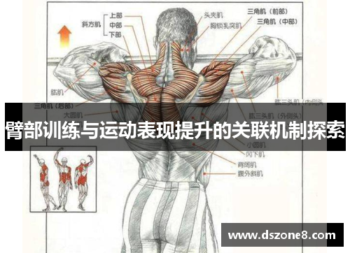 臂部训练与运动表现提升的关联机制探索